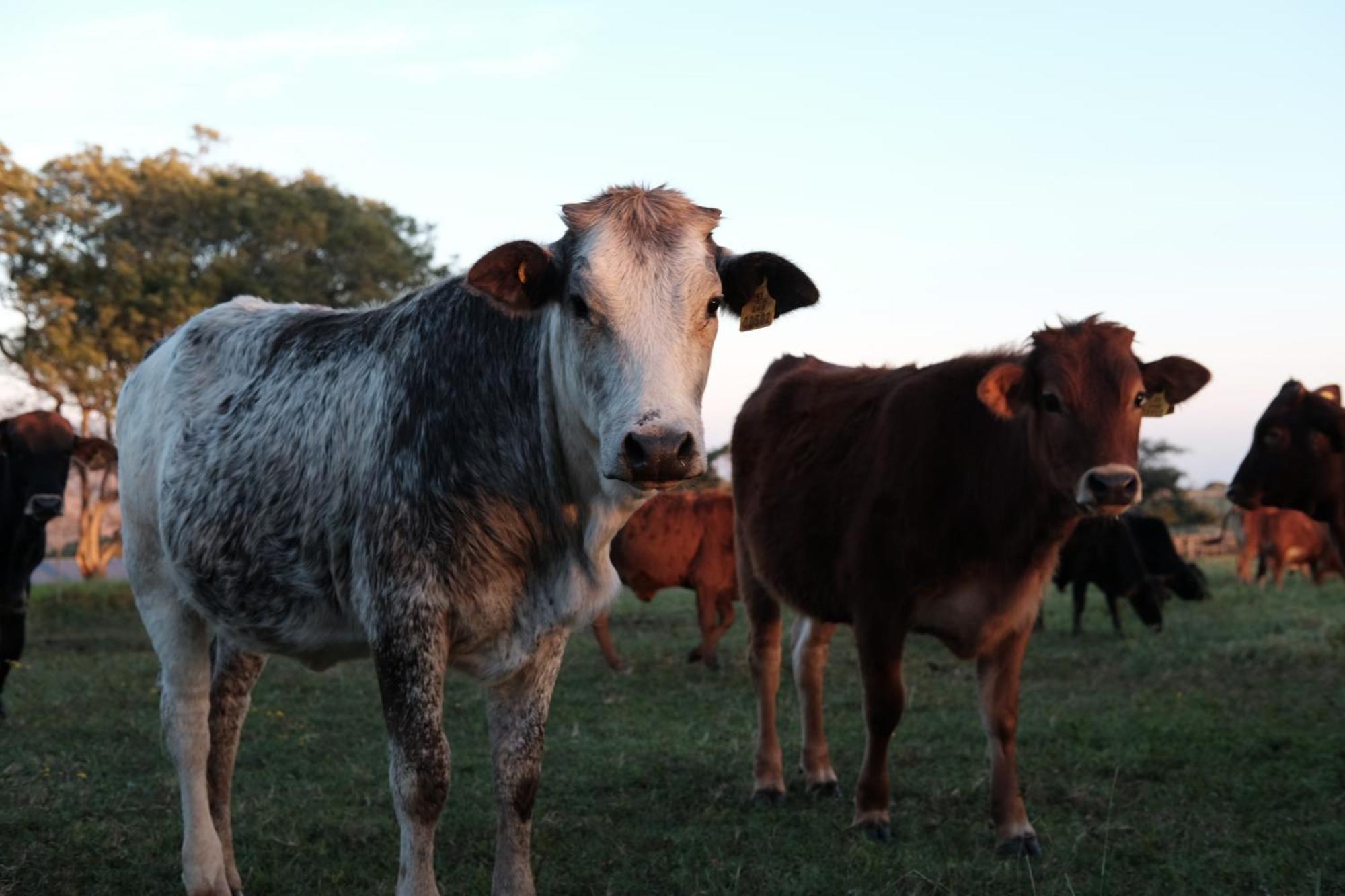 Mabuda Guest Farm Siteki 外观 照片